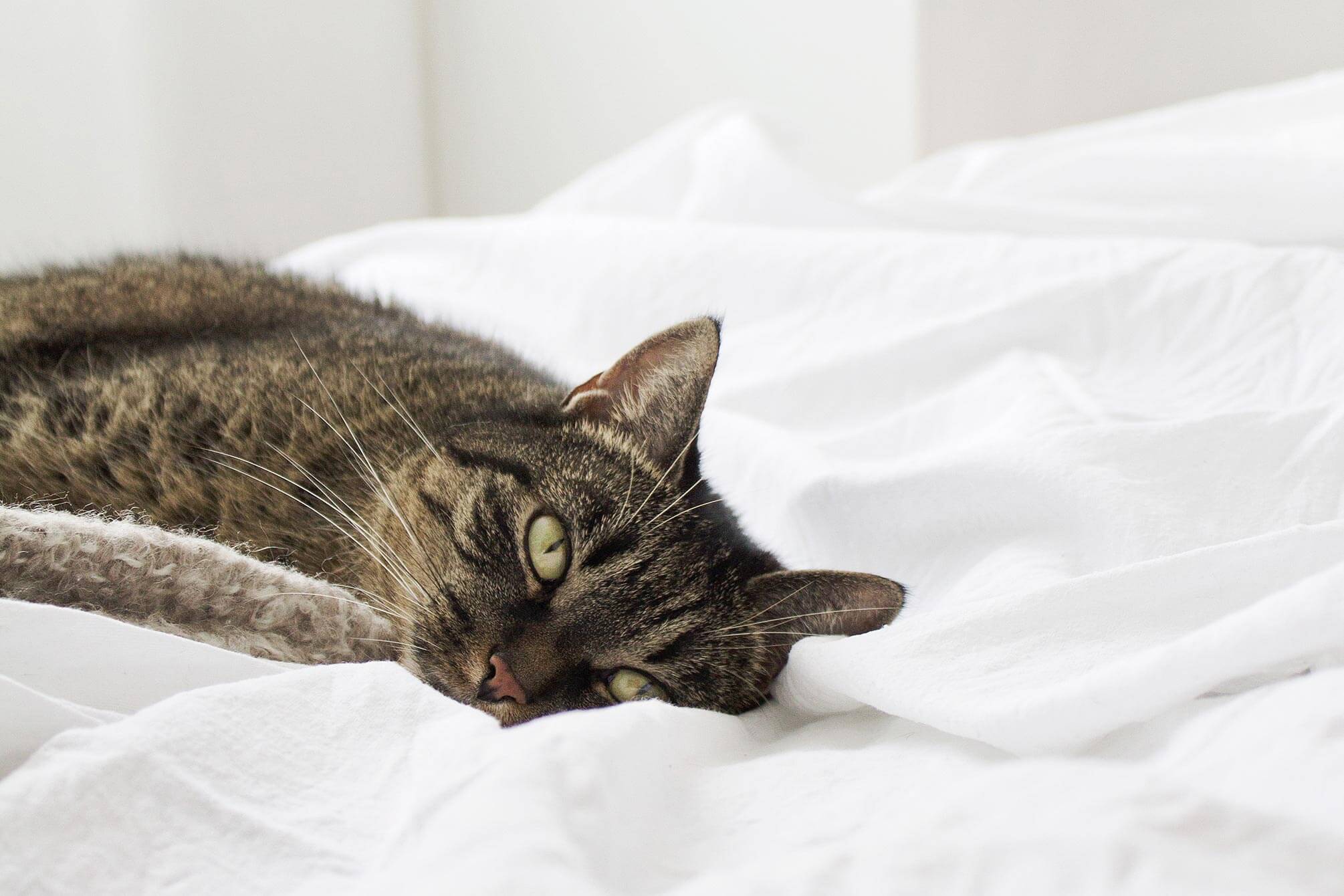Lessons I’ve Learned From My Lazy Cat